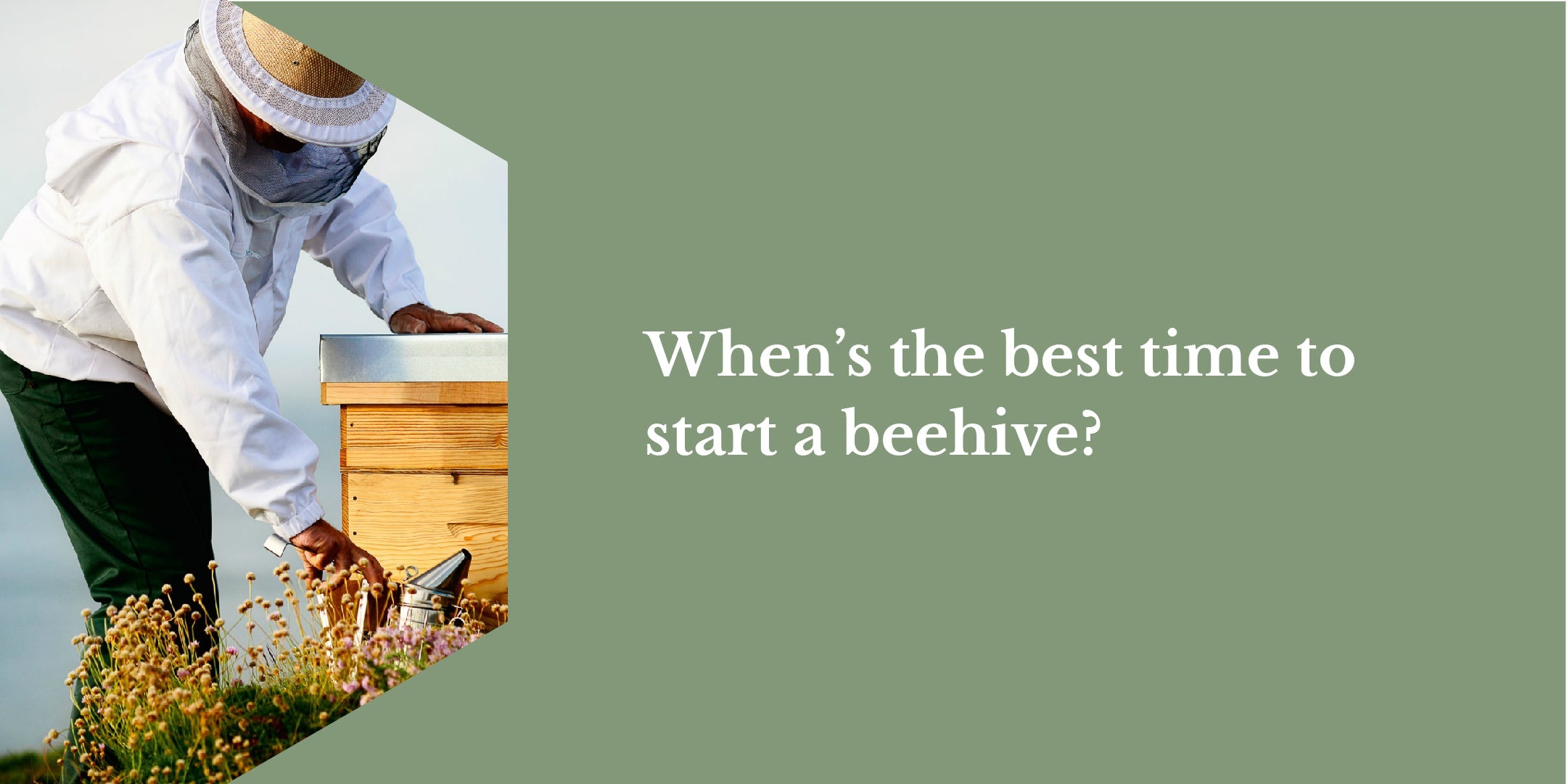 When’s the best time to start a beehive?