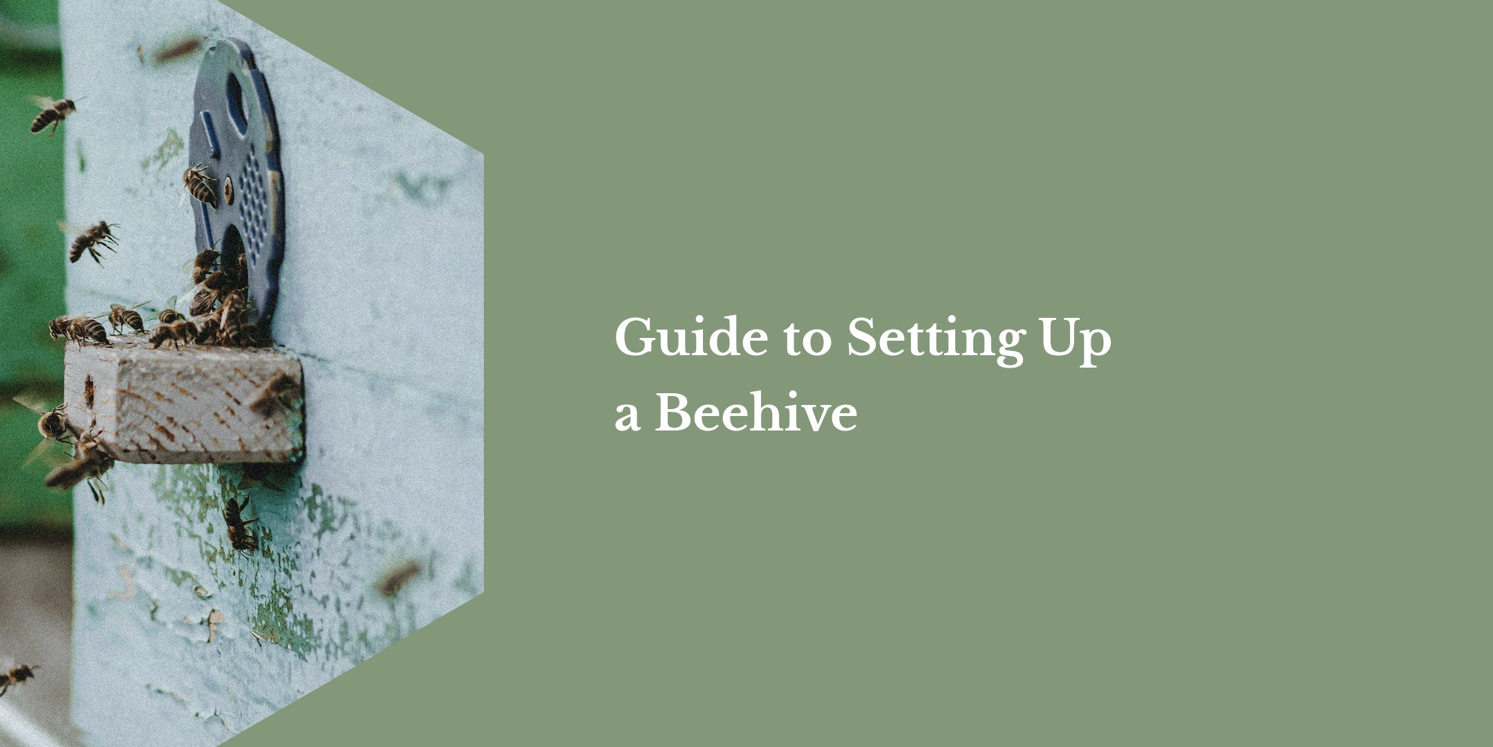 Guide to Setting Up a Beehive