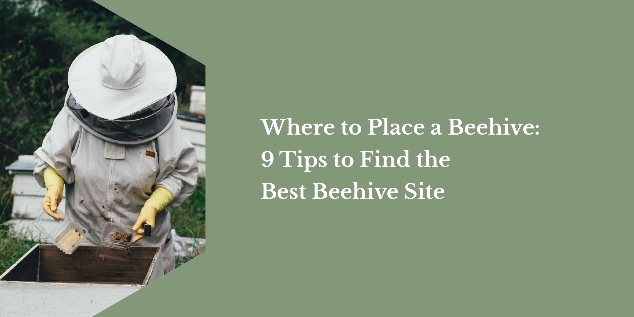 Where to Place a Beehive: 9 Tips to Find the Best Beehive Site.