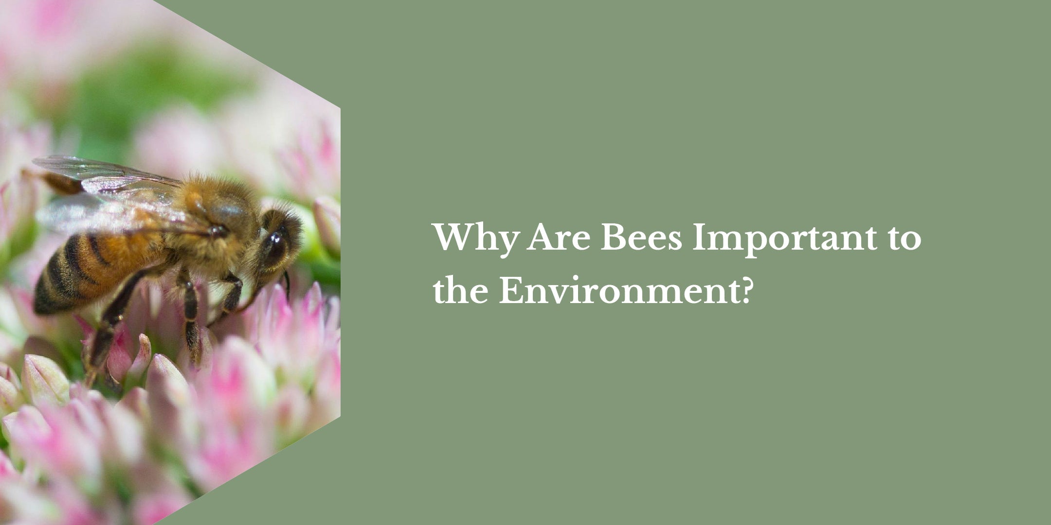 Why Are Bees Important To The Environment?