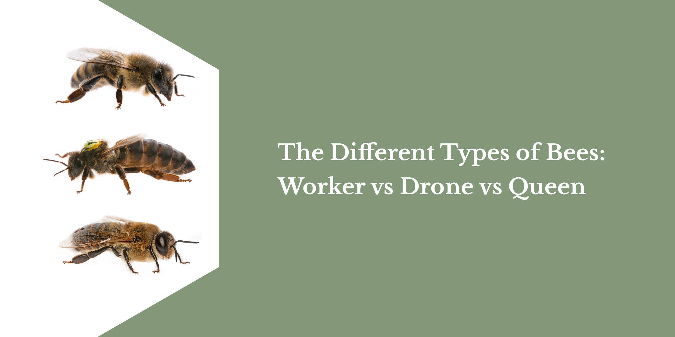 Worker Bees vs. Drone Bees vs. Queen Bees: The different Types of Bees