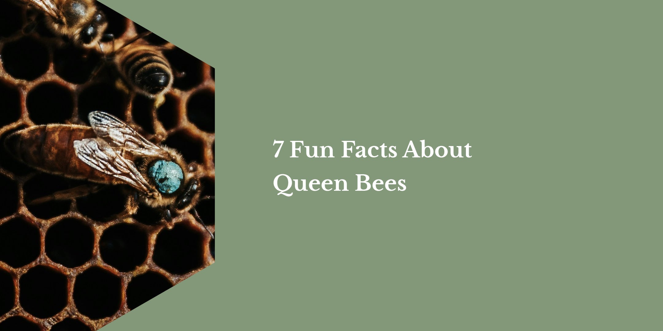 7 Fun Facts About Queen Bees